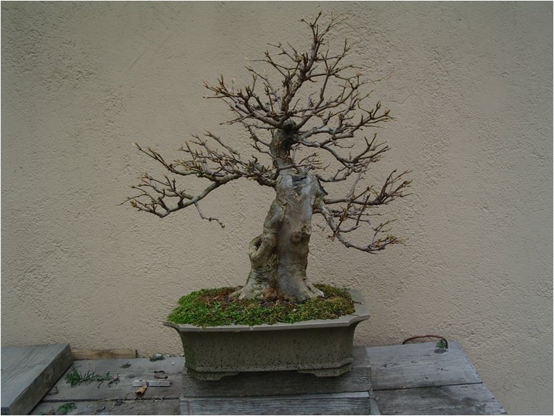 bonsai-02.jpg