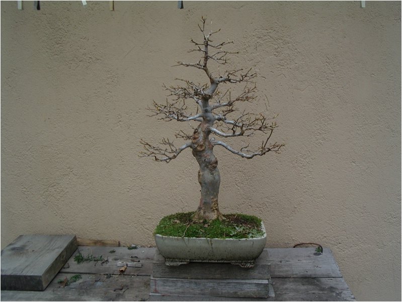 bonsai-03.jpg