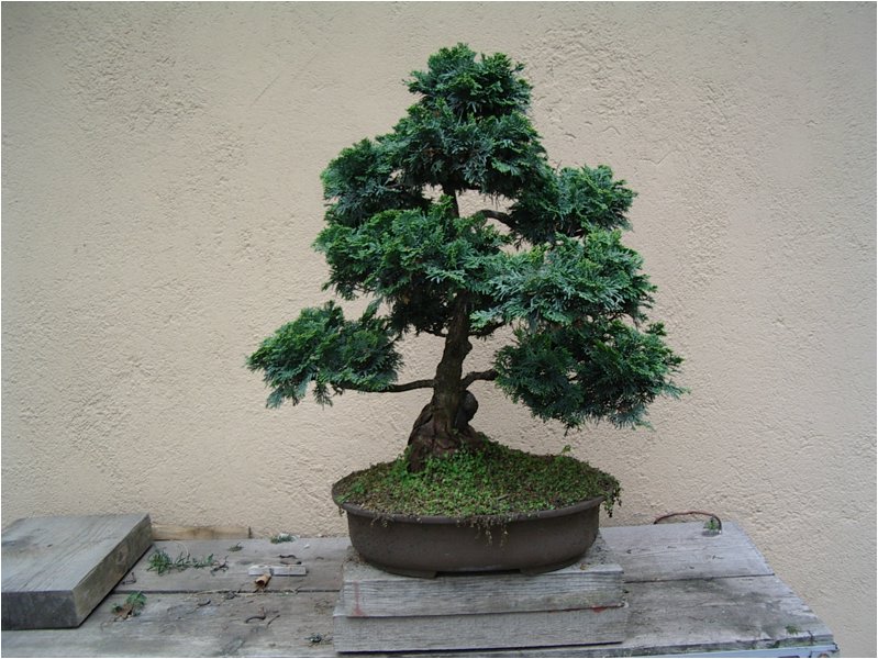 bonsai-04.jpg