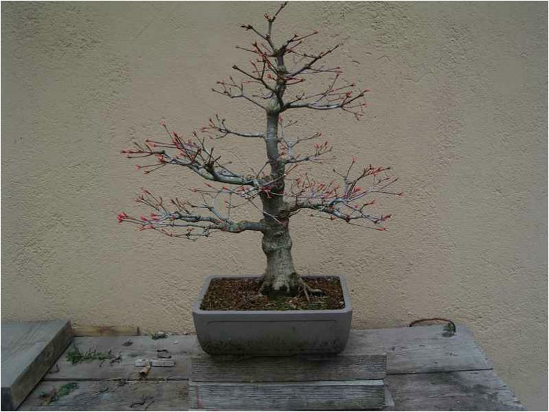 bonsai-acero_rosso.jpg