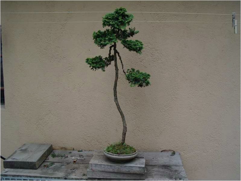 bonsai-chamaecyparis_obtusa_nana.jpg