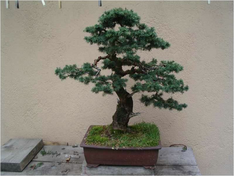 bonsai-picea_nidiforme.jpg