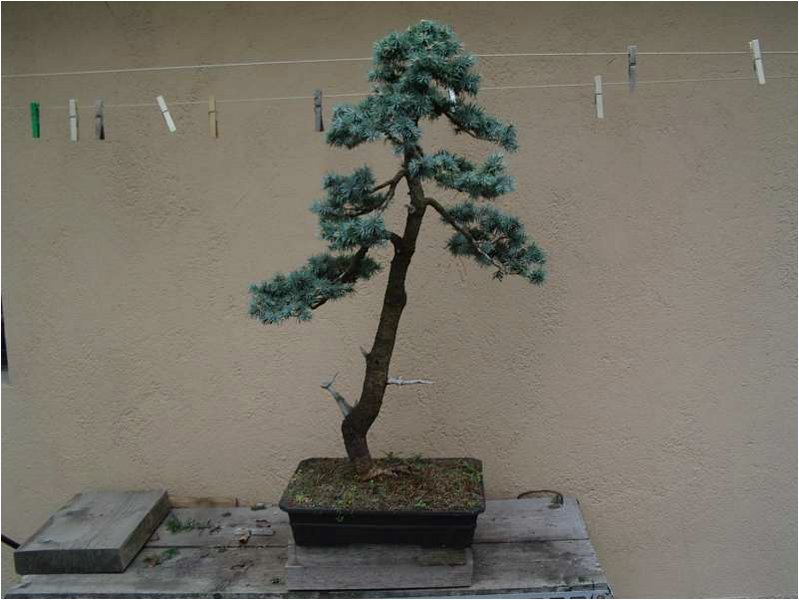 bonsai-picea_pungens_abete_glauc.jpg