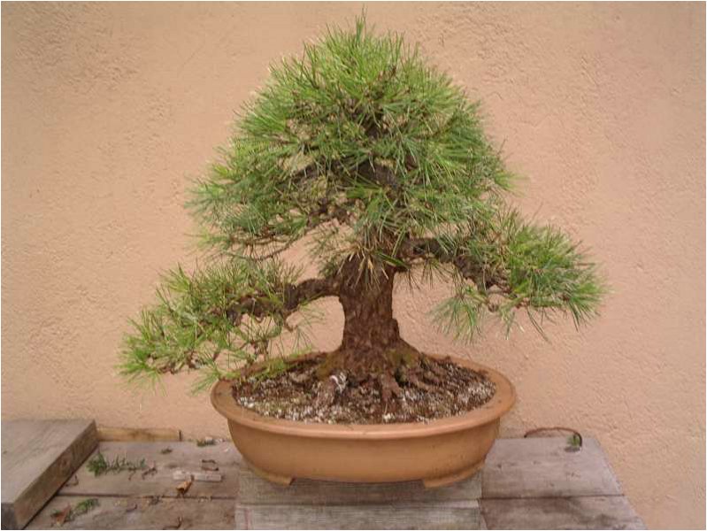 bonsai-pino_nero.jpg