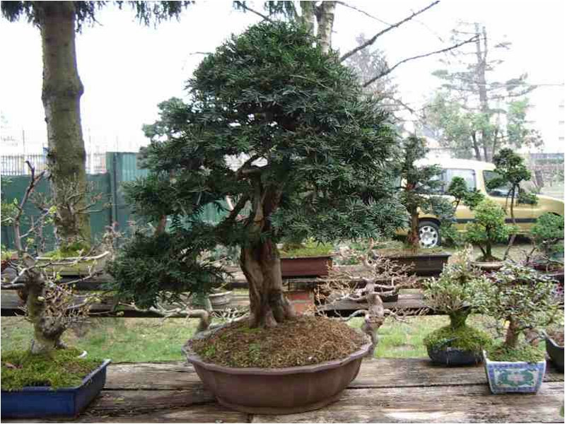 bonsai-tasso.jpg