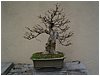 bonsai-02.jpg