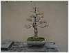 bonsai-03.jpg