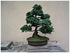 bonsai-04.jpg