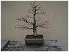 bonsai-acero_rosso.jpg