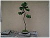 bonsai-chamaecyparis_obtusa_nana.jpg