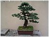 bonsai-picea_nidiforme.jpg