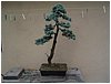 bonsai-picea_pungens_abete_glauc.jpg