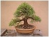 bonsai-pino_nero.jpg