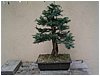 bonsai-tasso_in_lavorazione.jpg